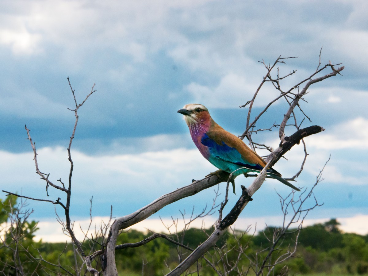 Hwange national park