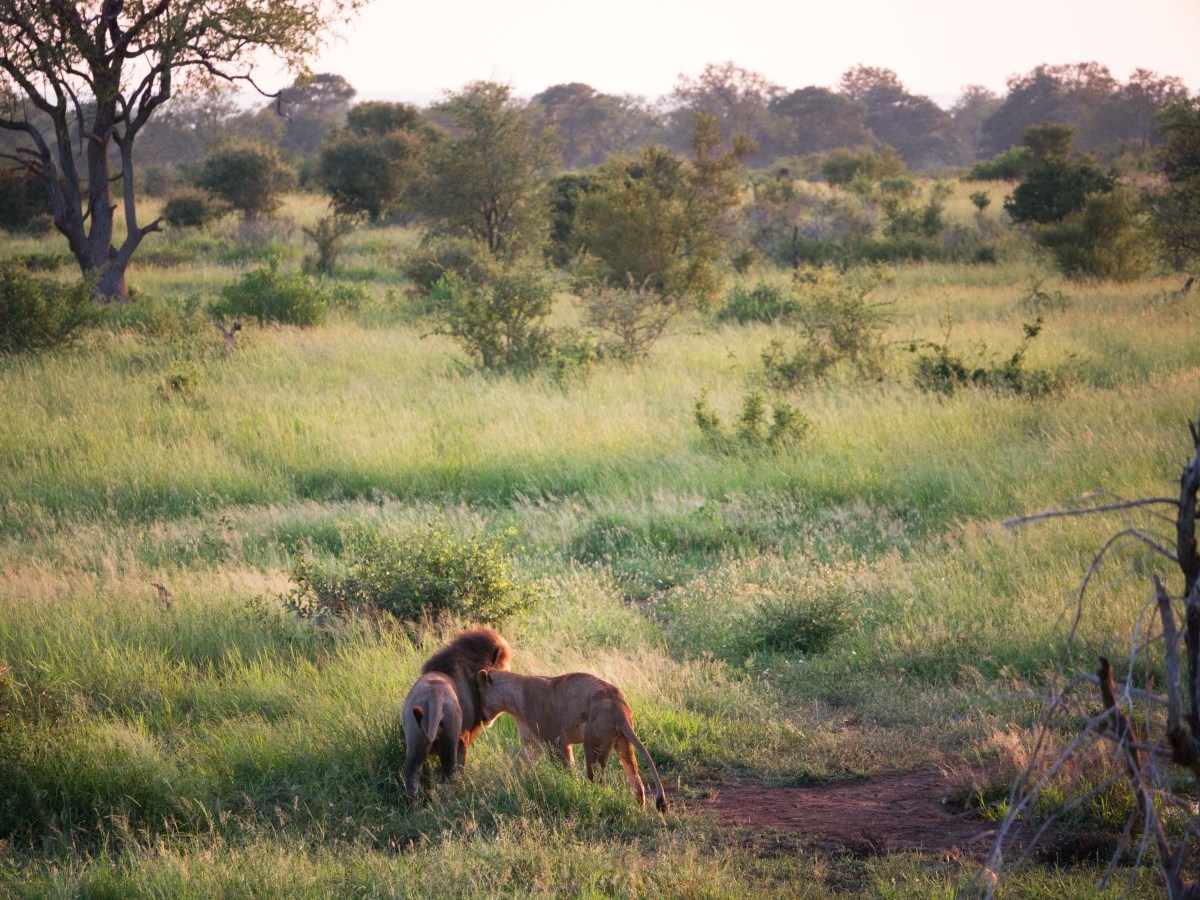 Kruger national park