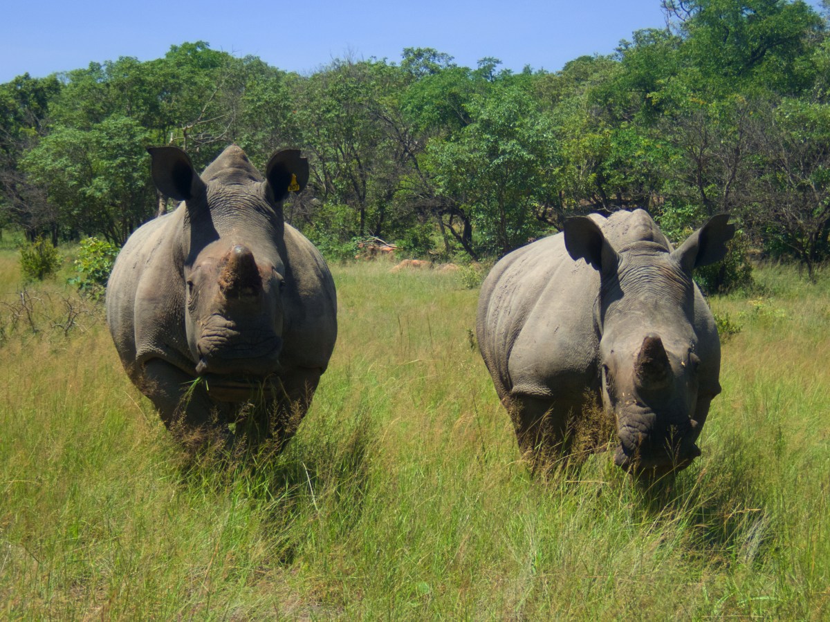 Matopo national park