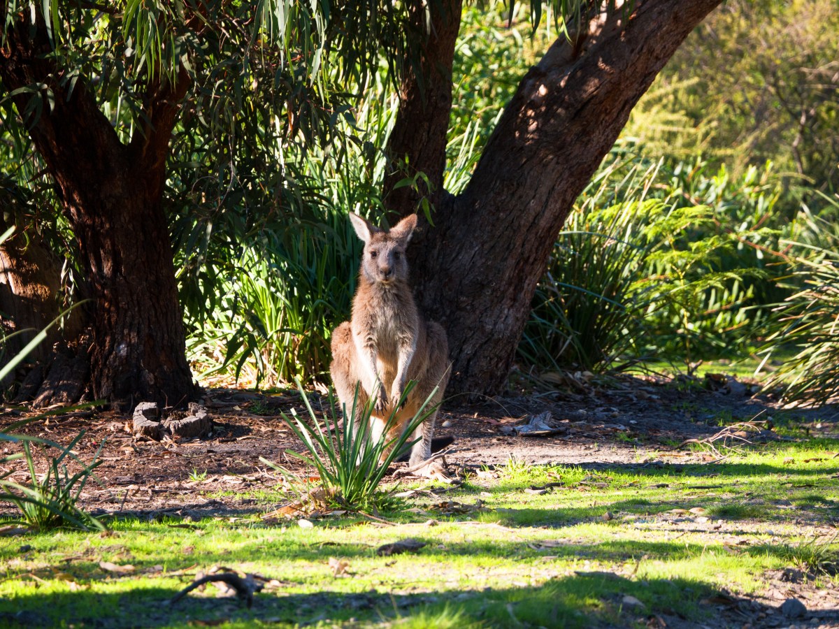 De Sydney à&nbsp;Melbourne