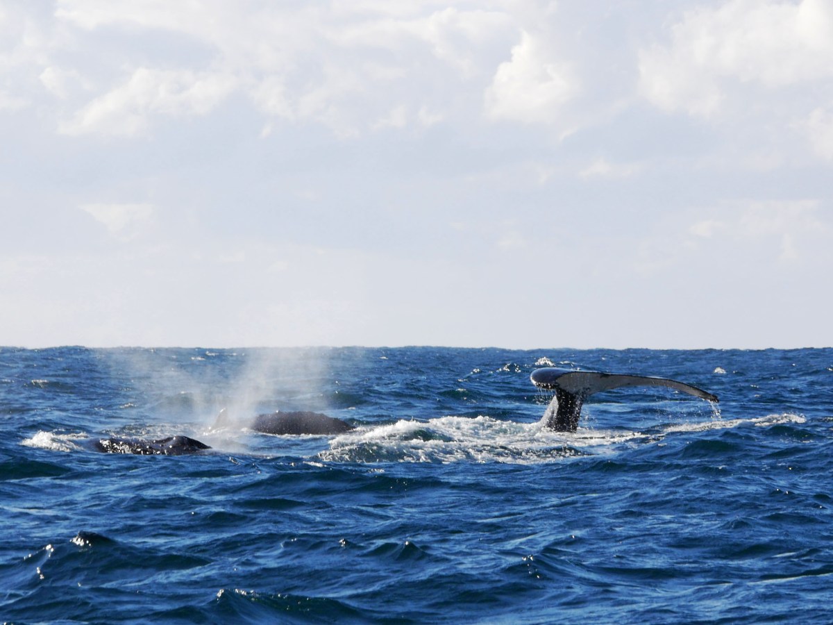 Hunter Valley à Byron&nbsp;Bay