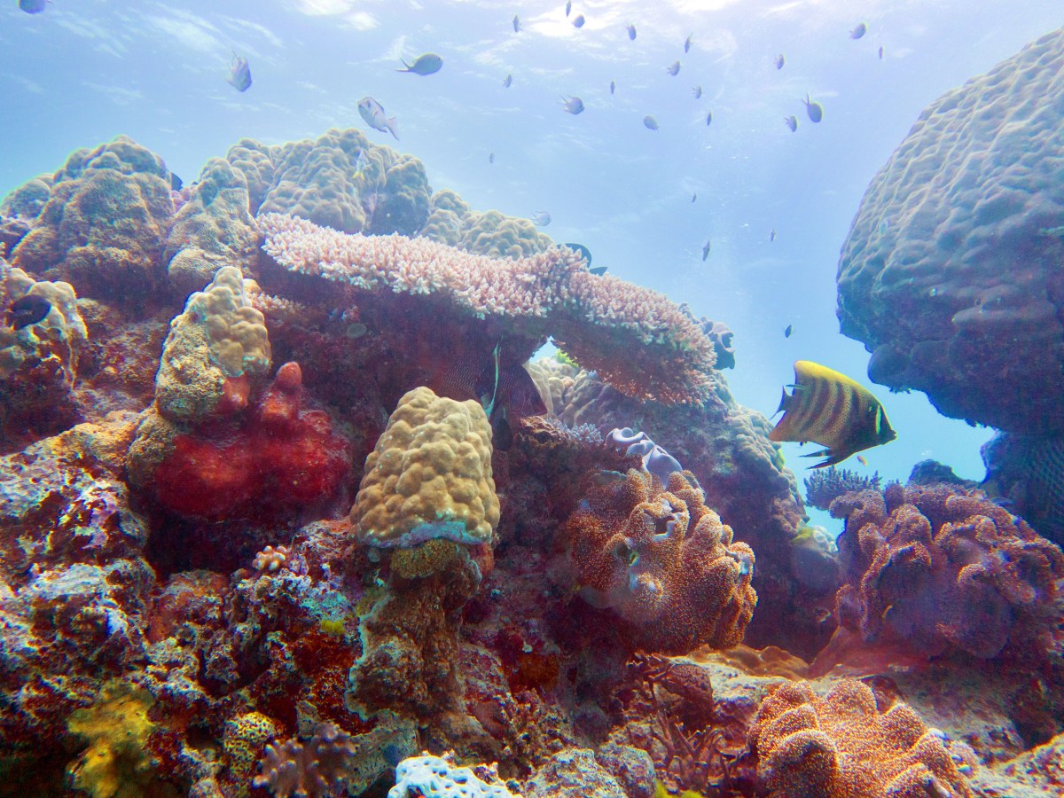 Croisière sur la Grande Barrière de&nbsp;Corail