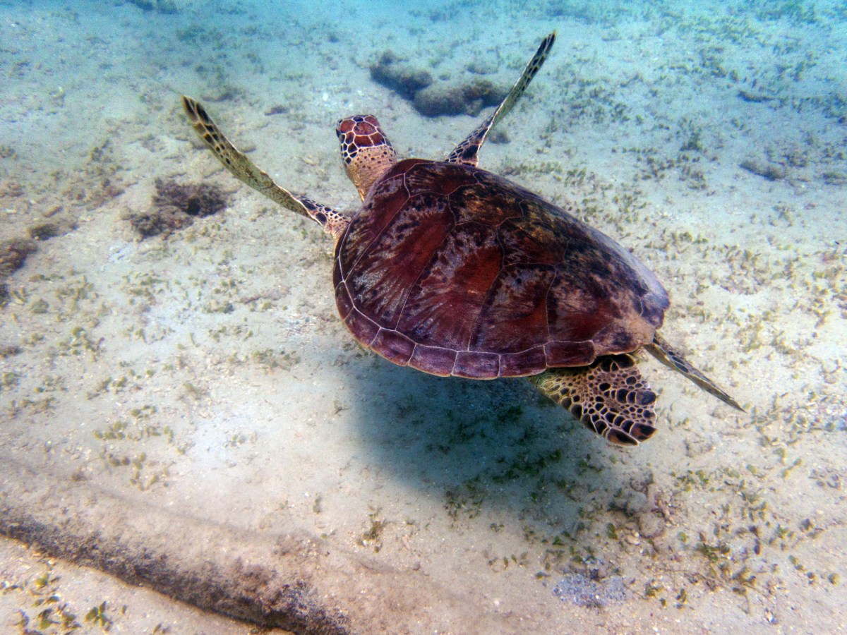 Cairns et Frankland&nbsp;Islands