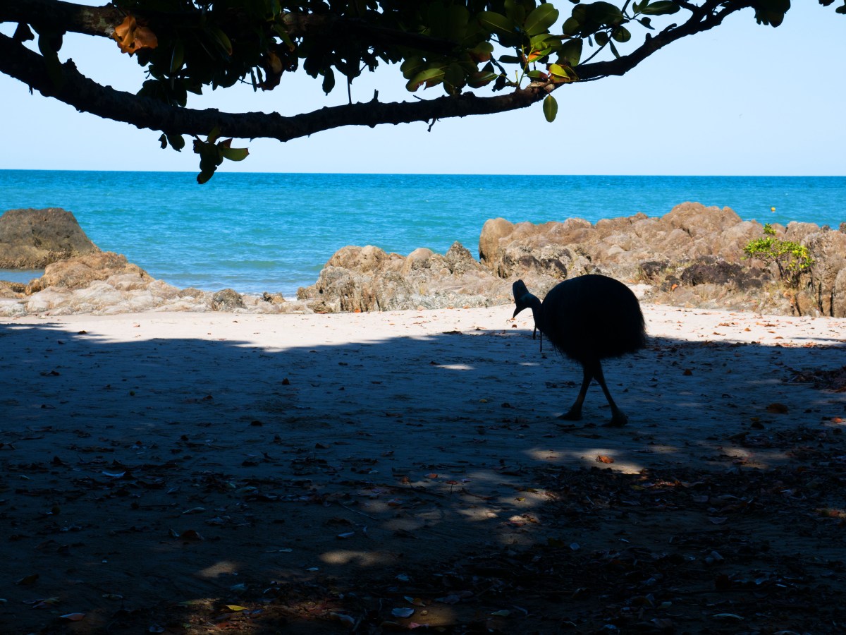 Entre poissons, oiseaux et&nbsp;dinosaures