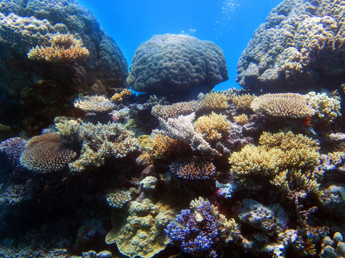 From the rainforest to the&nbsp;reef