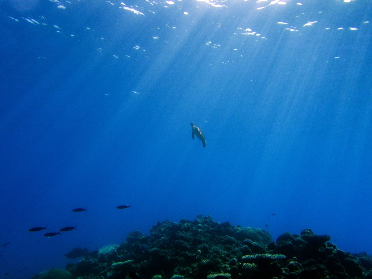 Croisière sur la Grande Barrière de Corail&nbsp;II